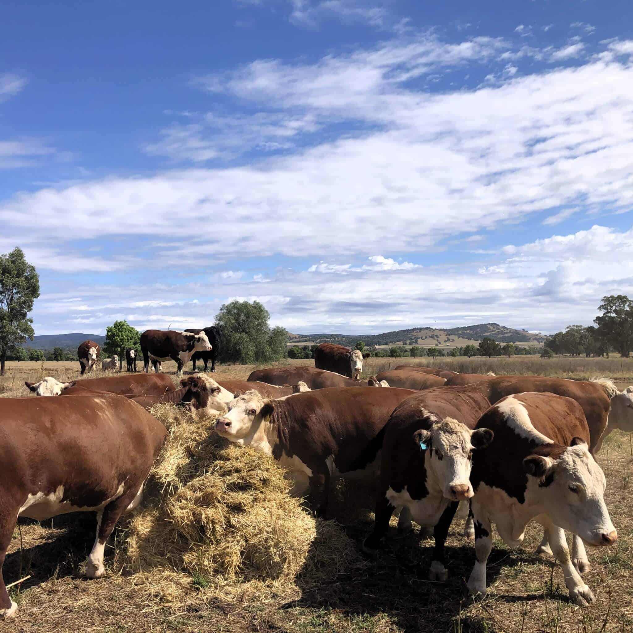 Several cows feed on fresh hay deposited in their paddock